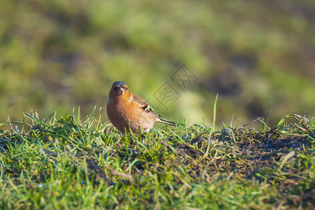 在青草原上觅食的一只雄雀鸟Fringillaco背景图片