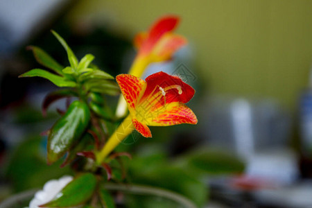 红花和绿叶种植的Clarpea家庭图片