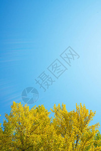 日本福岛福岛黄银果树叶和图片