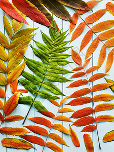 木制背景上不同的秋色叶子图片