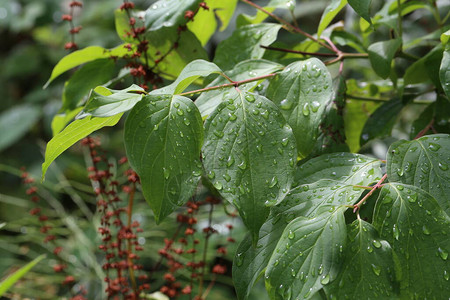 雨后有水滴的绿叶图片