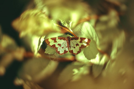 花园里一朵花上的绿蛾图片