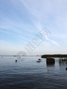 草和湖的美丽夏天风景图片