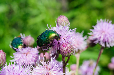 绿色的甲虫在Tetle的图片