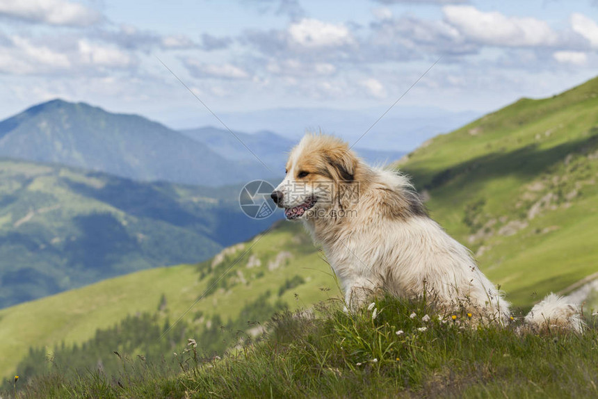 牧羊犬在山上图片