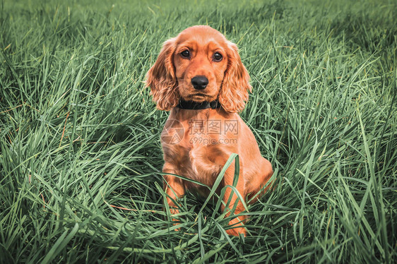 英国可卡犬小狗坐在绿草上图片