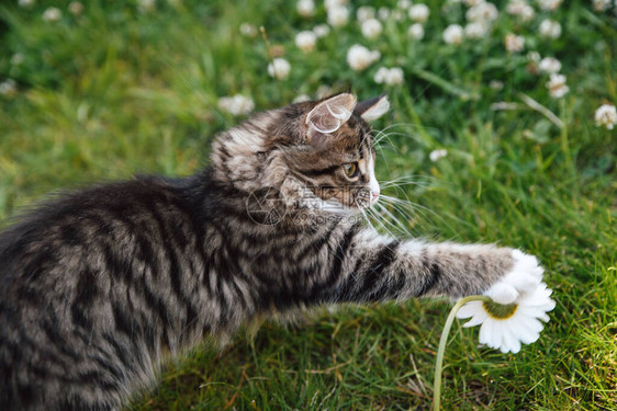 青草上的小灰白毛小猫用爪子触摸了一只甘菊花图片