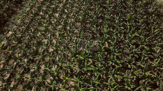 用于种植食用植物的小田地的顶视图夹子为当地人口种植食物植被的各种小区图片