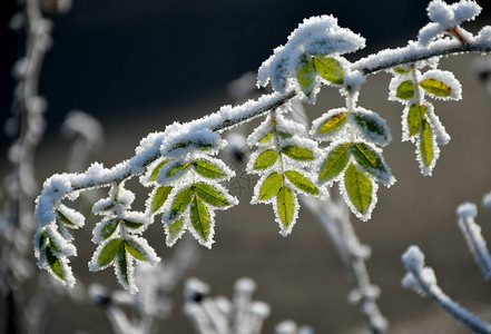 冬时植物的叶子图片