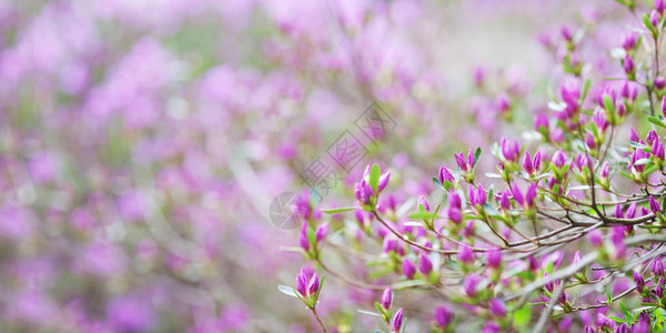 杜鹃花的粉红色花朵田园诗般的图案与美丽盛开的韩国杜鹃花为网站背景或贺卡复图片