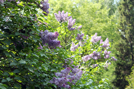 花园里的紫色花朵紫丁香的分支绿叶上的丁图片