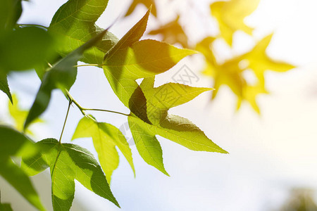 在自然植物夏季的叶绿素生物科学和光合作用过程中图片