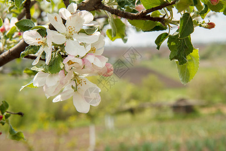 苹果树的鲜花枝有绿叶白花和粉红色花图片
