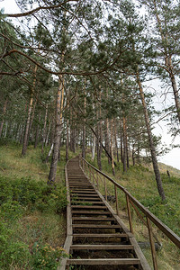 北俄罗斯深森林的古老木头楼梯阴图片