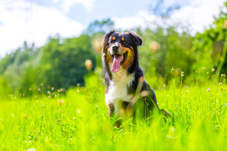 澳大利亚牧羊犬的彩色肖像图片