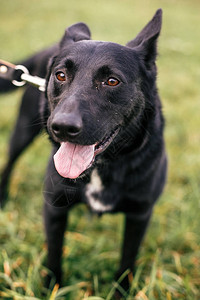 可爱的流浪总黑狗在绿色夏日公园散步和玩耍收养概念拯救动物可爱的狗图片
