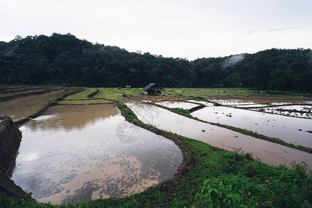 在雨季播种之前在稻田里浇水图片