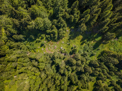 宁静祥和的针叶林及其树冠的鸟瞰图从上面看到的瑞士山上田图片