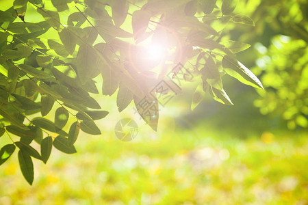 绿叶贴近了在公园的阳光夏日放背景图片