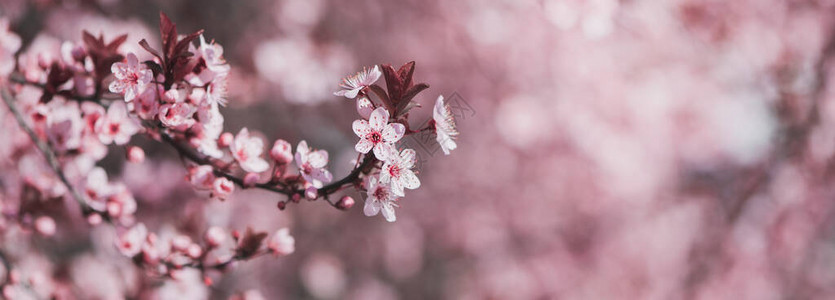 温和的季节春天背景图片