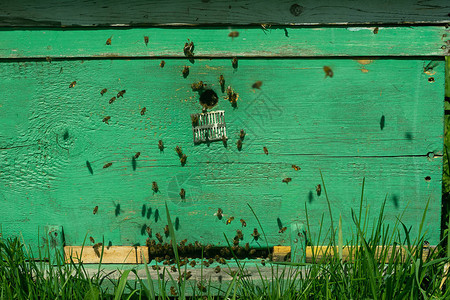 蜜蜂飞入木制彩色蜂巢背景图片