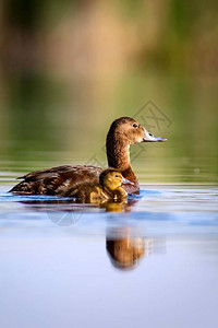 游泳母鸭和子绿色黄水背景普通的P图片