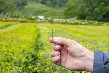 手拿着茶叶在茶田前分级图片