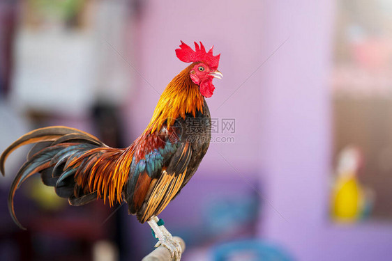 这是我国为打架而饲养的鸡红冠泰国斗鸡图片