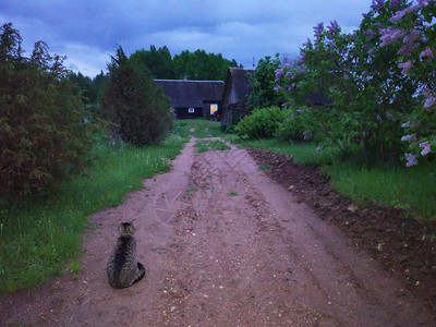 猫儿坐在田径上在黄昏的建图片