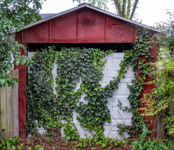 老式车库被常春藤蔓和野生灌木丛吞噬图片
