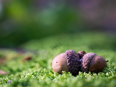 绿色的苔抽象的背景覆盖在地面图片