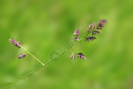 夏日花园里的绿色植物图片