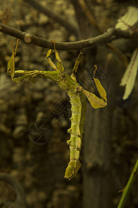大刺竹节虫刺叶虫麦克利幽灵澳大利亚手杖背景图片