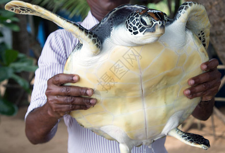 人类手握着斯里兰卡的绿海龟近距离图片