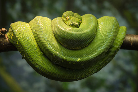 绿蛇在树枝上卷起来背景图片