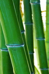 全尺寸竹背景背景图片