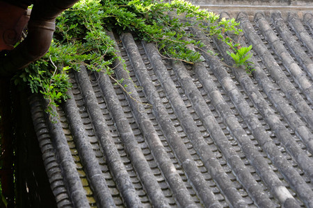 甘肃天水民俗艺术馆胡适民居传统民居建筑瓦顶和绿植图片