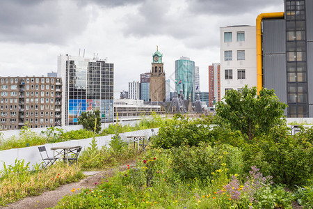 荷兰鹿特丹市中心一栋办公楼顶部的蔬菜屋顶花园欧洲最图片