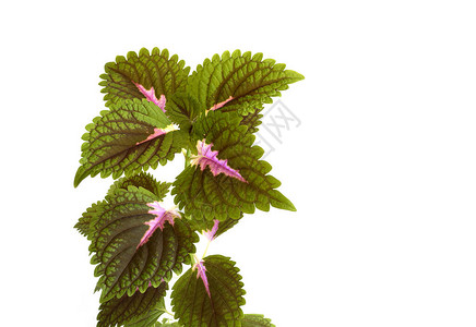 白色背景的植物Coreus独背景图片