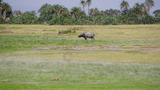 Amboseli公园的水牛图片