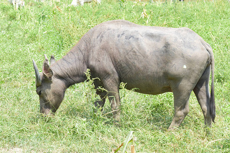 水牛在田野里吃草亚洲水牛是一种原产于东图片