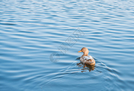 漂浮在池塘的鸭子图片