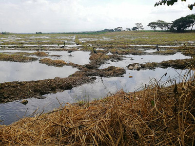 哥伦比亚水稻种图片