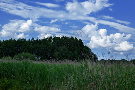 乡村景观蓝天映衬着绿草图片