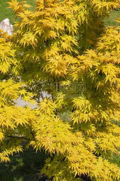 美丽的枫树亮黄色的叶子图片