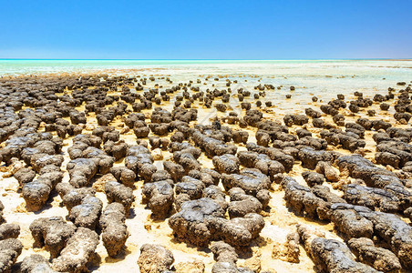 叠层石是由浅水中的细菌形成的岩石状结构澳大利亚华盛顿州德纳图片