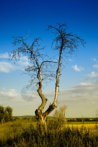 田野里的树干枯的树背景图片