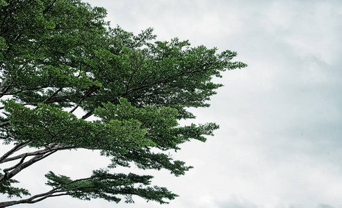 天空背景大树美枝绿叶的抽象艺术设计背景图片