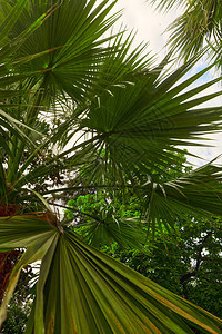 热带海岸夏树美丽的热带本底植物背图片