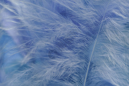 近距离接近美丽的幻影蓝色趋势羽毛纹理背景宏观摄影视图片
